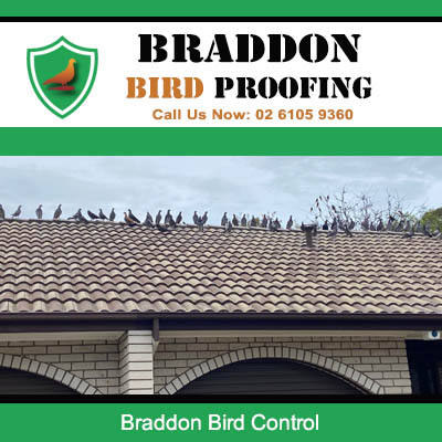 Large group of birds roosting on home requiring bird control in Braddon