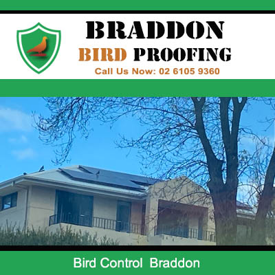 Residential home protected with bird control solutions in Braddon Canberra