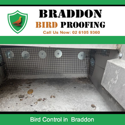 Expert bird control netting installation on outdoor space in Braddon Canberra