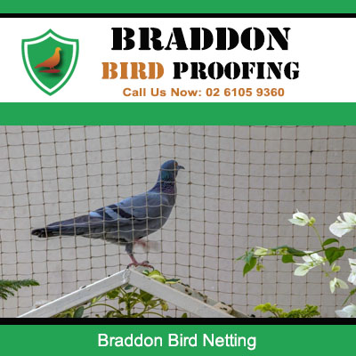 Professional bird netting system deterring pigeons in Braddon
