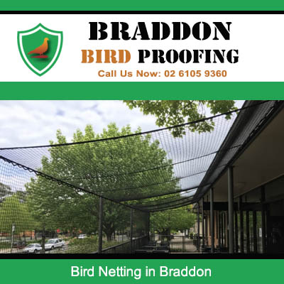 Professional bird exclusion netting protecting shopfront in Braddon ACT