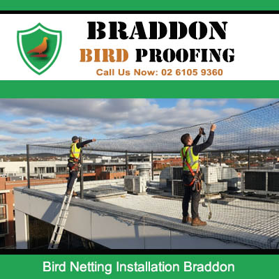 Professional bird netting installation team working on building in Braddon ACT