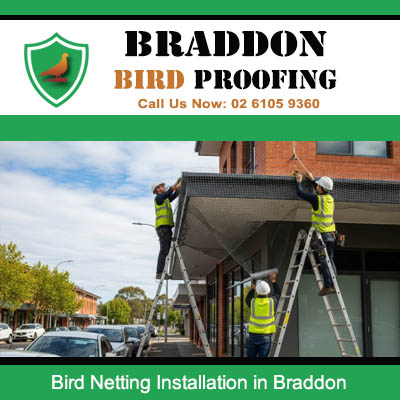 Professional bird netting installation on building canopy in Braddon ACT