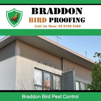 Residential building in Braddon Canberra evaluated for bird control treatment