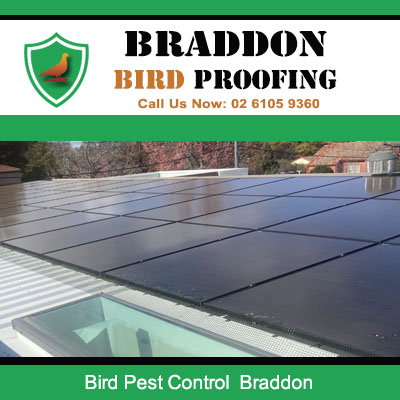 Solar panel bird pest control services in Braddon Canberra