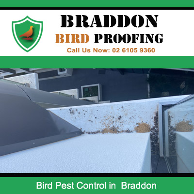 Rooftop bird infestation damage needing expert bird pest control services in Braddon