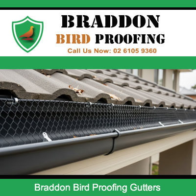 Professional bird proofing gutter with deterrent spikes in Braddon ACT