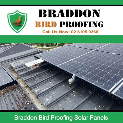 Bird proofing solution installed around solar panels in Braddon Canberra