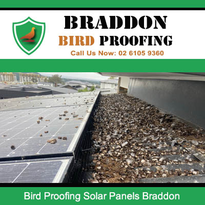 Bird droppings on commercial roof under solar panels in Braddon Canberra