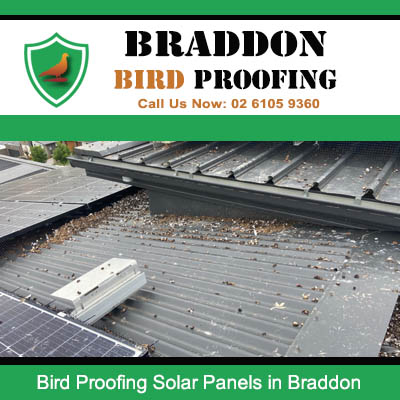 Commercial roof requiring bird proofing beneath solar panels in Braddon Canberra