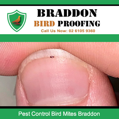 Close up of bird mite infestation needing professional treatment in Braddon ACT