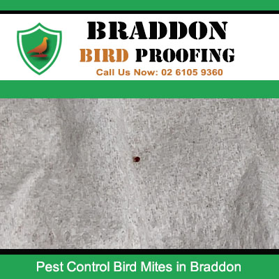 Bird mite on fabric requiring professional pest control in Braddon Canberra